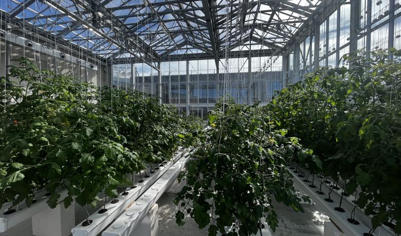 IFSB - Hedafor construit un serre sur toiture - rooftop greenhouse 