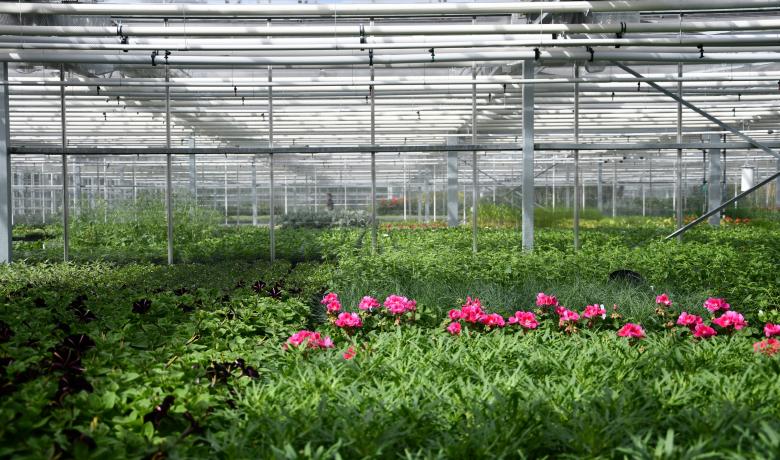 Hedafor - Deforche - Hyde Park nursery - production greenhouse 