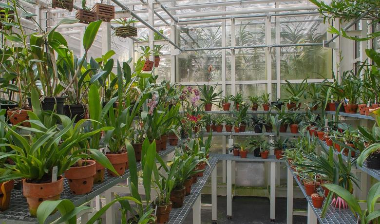 OrchideenGewächshaus